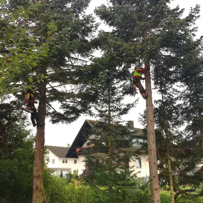 Astreine Baumarbeiten Gartenpflege