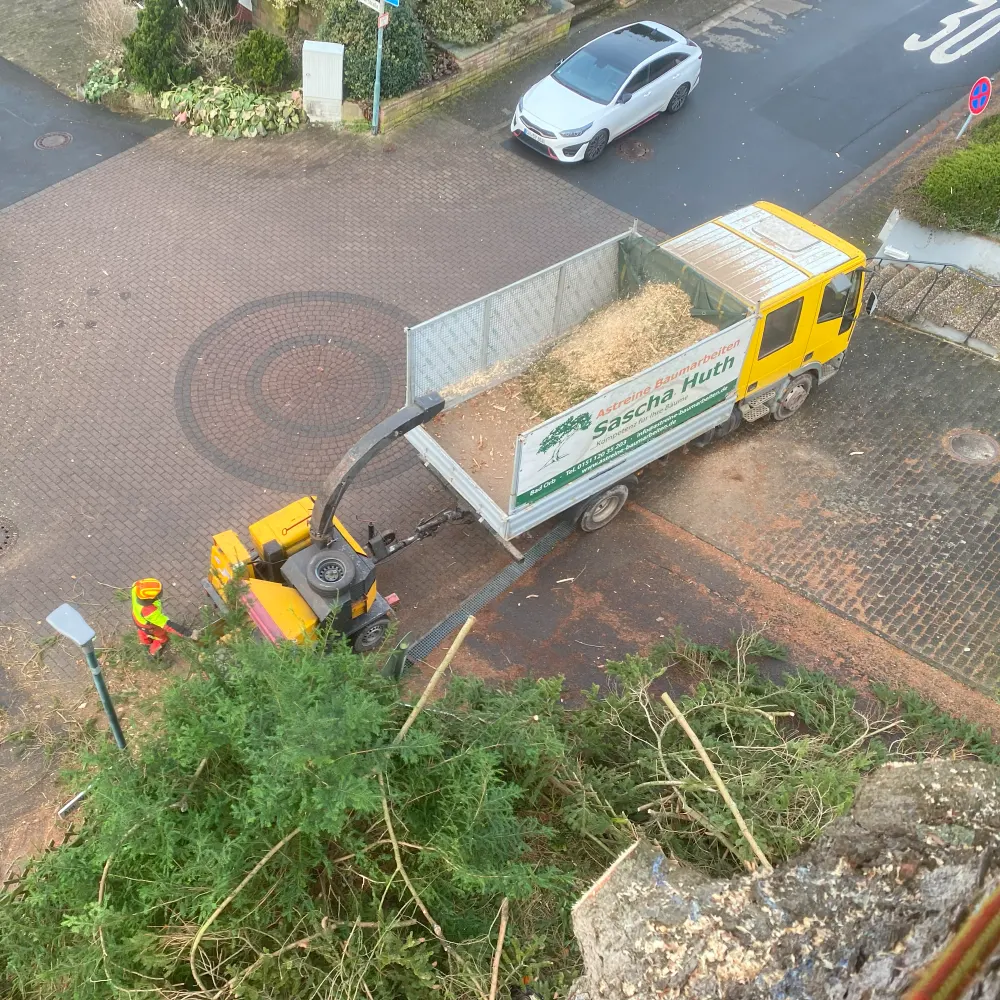 Baumfällung