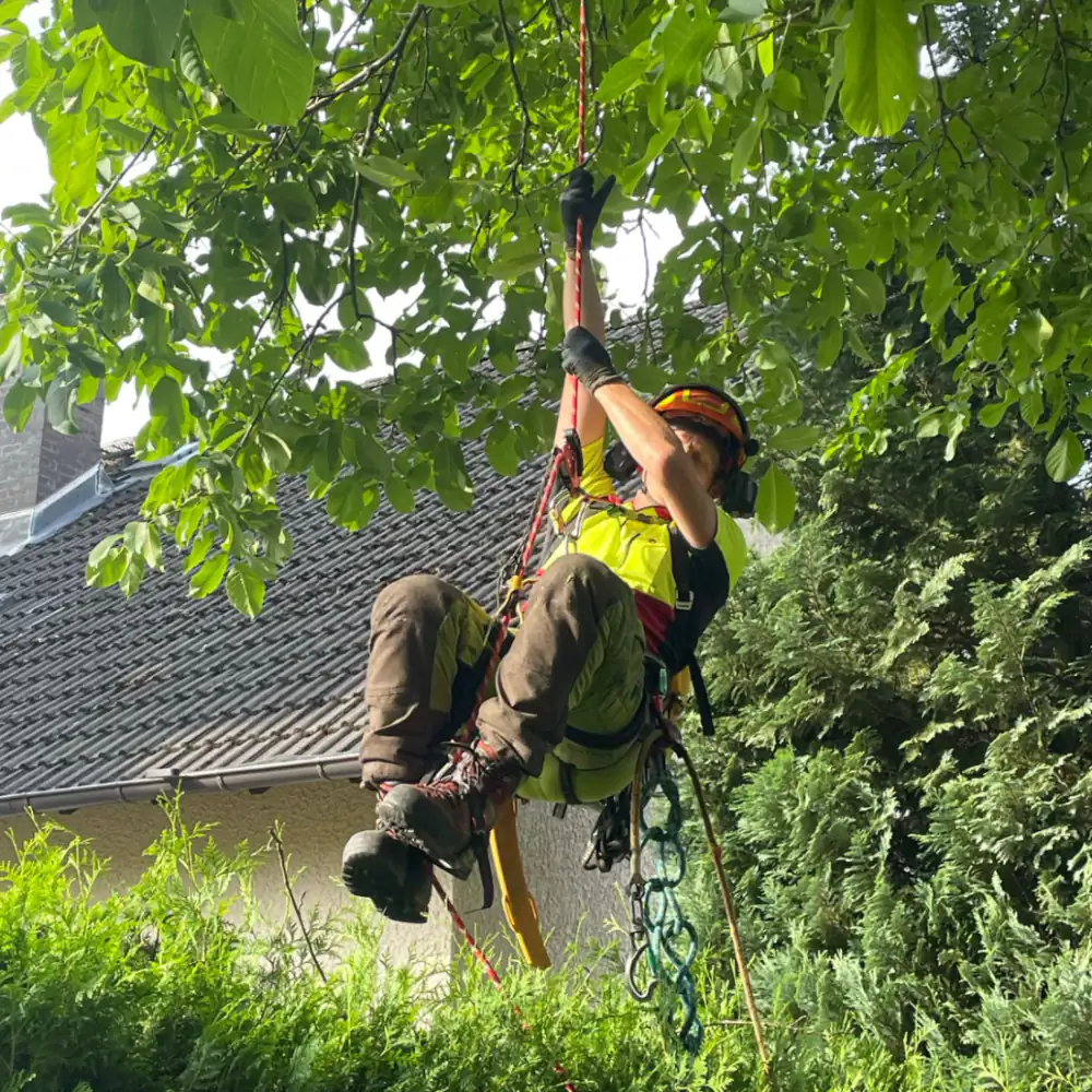 Baumschnitt mit Seilklettertechnik